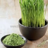 Порошок ячменной травы Barley Grass Powder